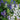 Connecticut Yankees Mix Delphinium - Flowers