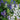 Connecticut Yankees Mix Delphinium - Flowers