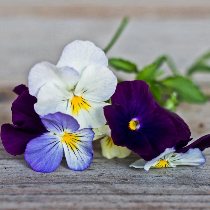 Cool Wave Berries n’ Cream Mix Pansy - Flowers