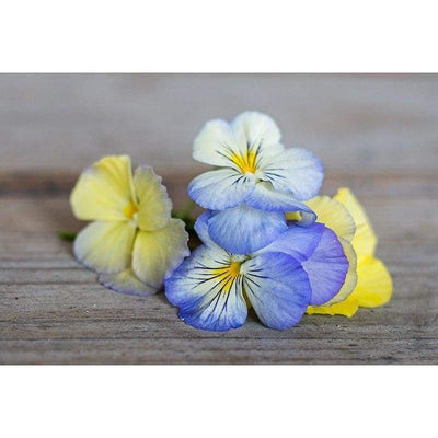 Pansy - Cool Wave Series Pastel Mix - Flowers
