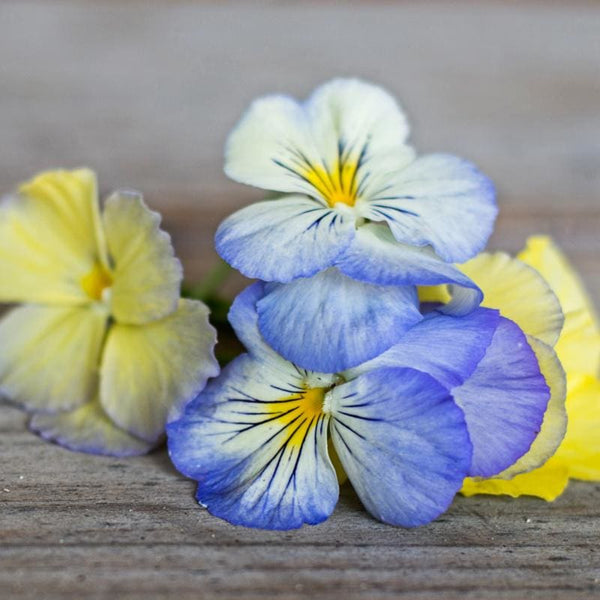pastel flower seeds Cool Wave Series Pastel Mix Pansy – Pinetree Garden Seeds