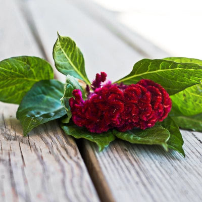 Coral Garden Celosia - Flowers