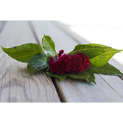 Coral Garden Celosia - Flowers