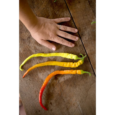 Corbaci Pepper (Heirloom 75 Days) - Vegetables
