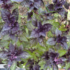 Corsican Basil (Organic) - Herbs