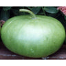 Corsican Gourd (125 Days) - Vegetables