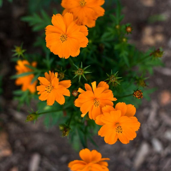 Cosmic Orange Cosmo – Pinetree Garden Seeds