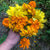 Crackerjack Marigold - Flowers