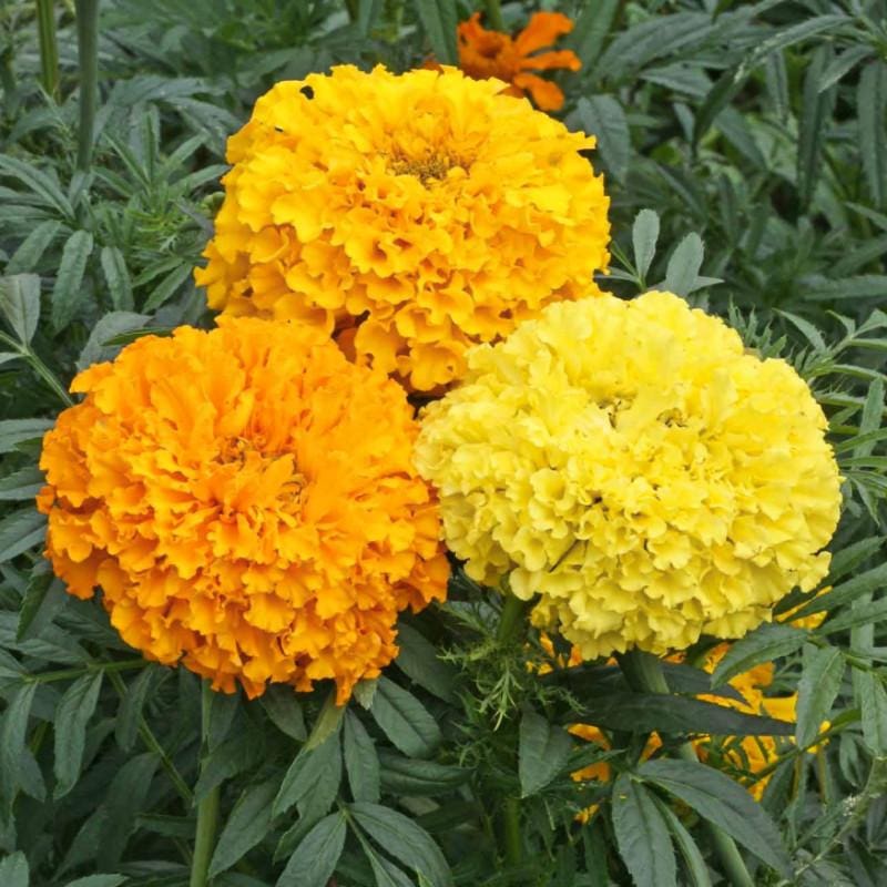 Crackerjack Marigold – Pinetree Garden Seeds