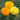 Crackerjack Marigold - Flowers