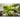 Cracoviensis Lettuce (Organic Heirloom 50 Days) - Vegetables