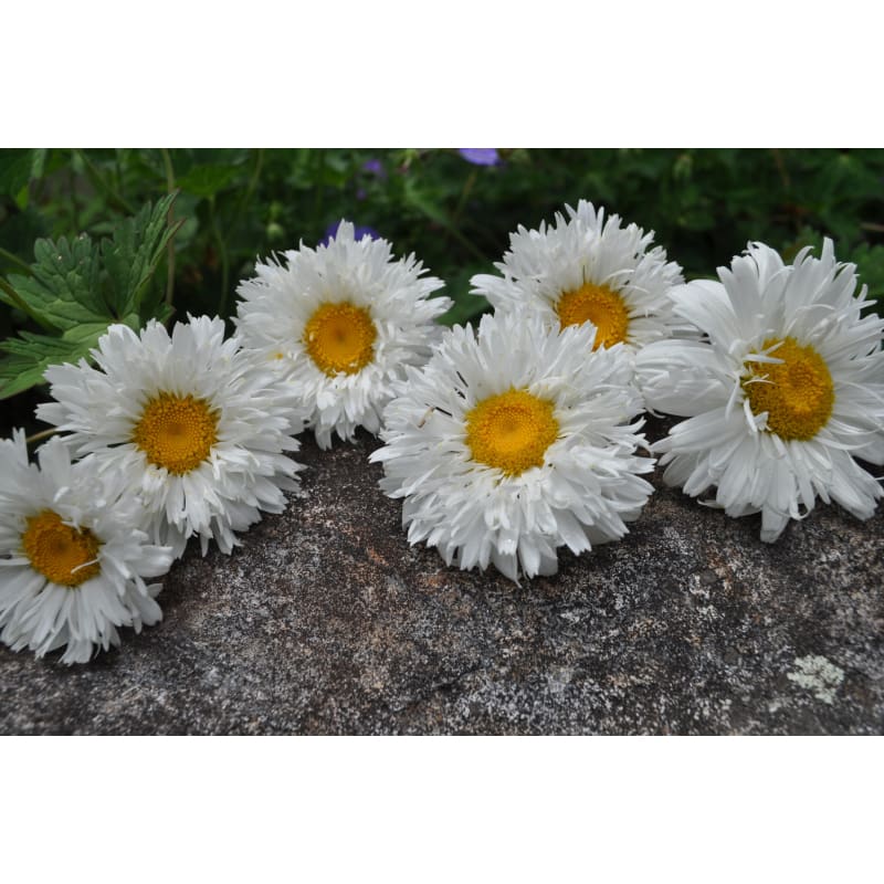 crazy daisy flower seeds Crazy Daisy