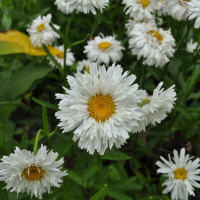 Crazy Daisy - Flowers