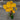 Crest Gold Cosmos