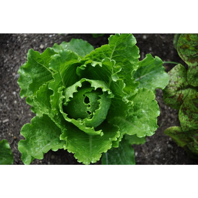 Crisp Mint Lettuce (60 days) - Vegetables
