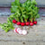 Crunchy King Radish (F1 Hybrid 23 Days) - Vegetables