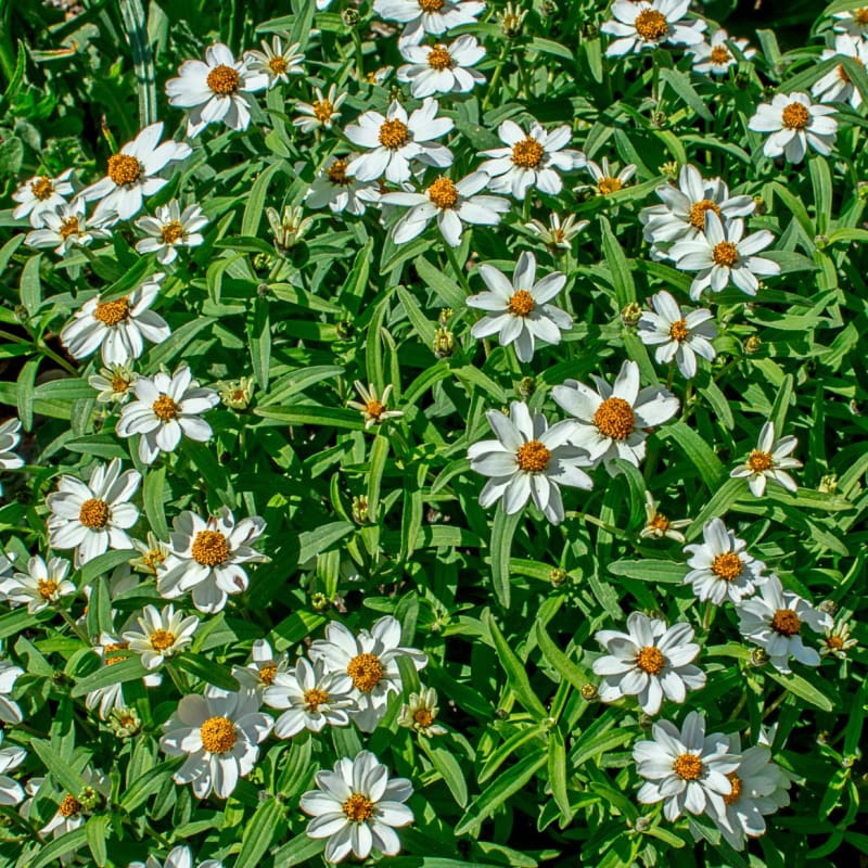 Crystal White Zinnia