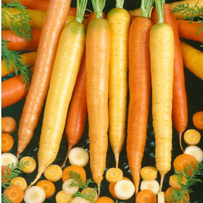Culinary Blend Carrot (Organic 60-70 Days) - Vegetables