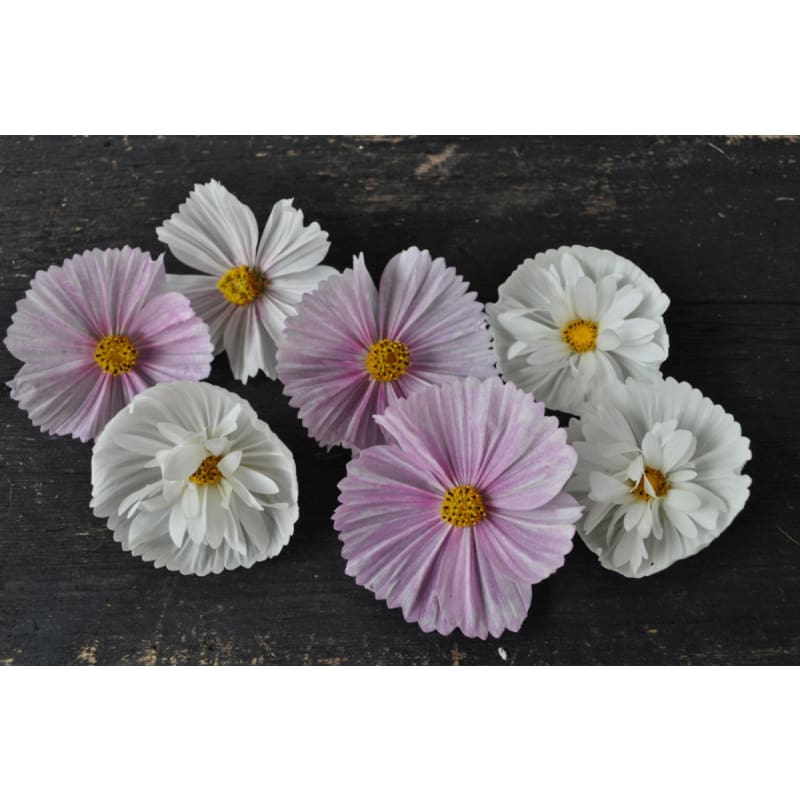 cup and saucer flower seeds Cup and Saucers Mix Cosmos (Cosmo bipinnatus) – Pinetree Garden Seeds