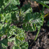 Curly Roja Kale (Organic 55 Days) - Vegetables