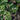 Curly Roja Kale (Organic 55 Days) - Vegetables