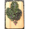 Curly Roja Kale Organic (55 Days) - Vegetables