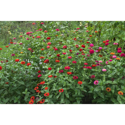 Cut and Come Again Zinnia - Flowers
