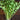 Cutting Celery (80 Days) - Vegetables