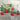 Cardinal Climber - Flowers