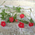 Cardinal Climber - Flowers