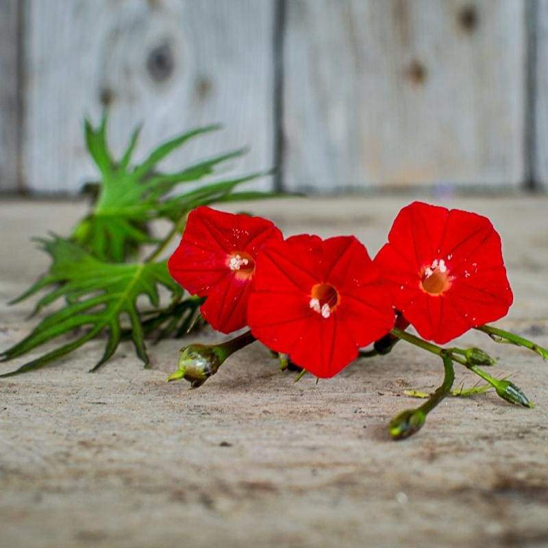 cardinal flower vine seeds Cypress Climber- Cardinal – Pinetree Garden Seeds