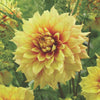 Dahlia ’Dazzling Sun’ - Spring