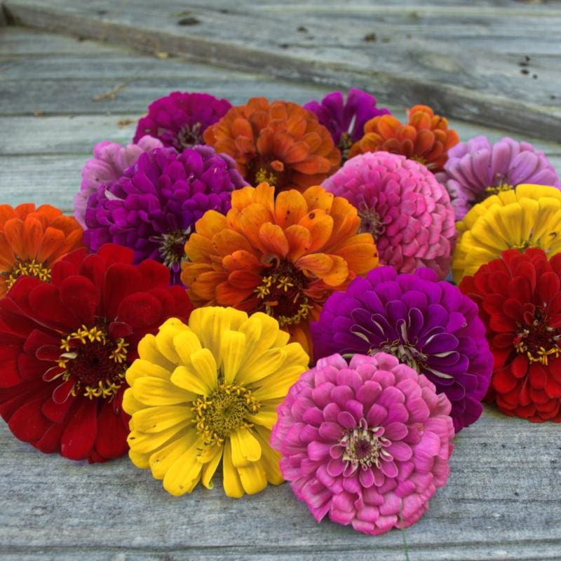 dahlia zinnia seeds Dahlia Flower Mix Zinnia