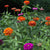 Dahlia Flower Mix Zinnia