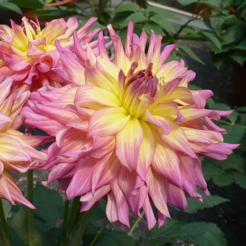 Dahlia 'Gogo Pink and Yellow'