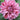 Dahlia ’Gogo Speckled Pink’ - Spring