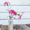 Dancing Geisha Dianthus - Flowers