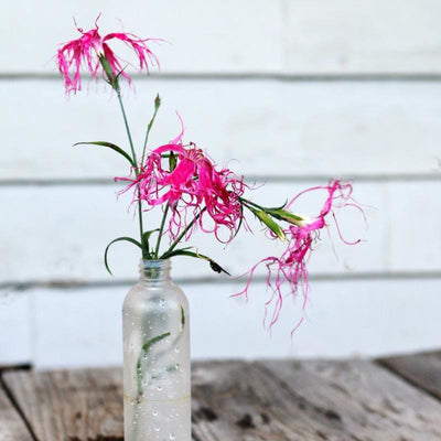 Dancing Geisha Dianthus - Flowers
