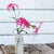 Dancing Geisha Dianthus - Flowers