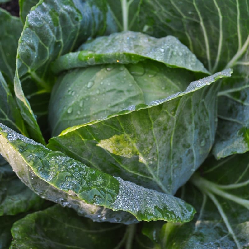 Danish Ballhead Cabbage (Heirloom, 90 Days)