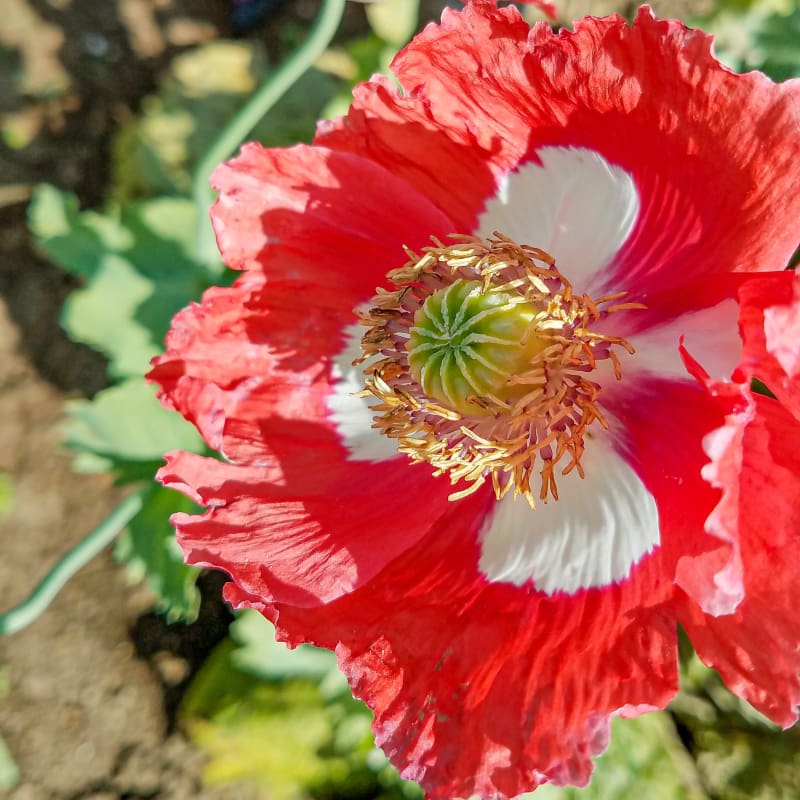 Danish Flag Poppy