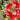 Danish Flag Poppy - Flowers