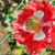 Danish Flag Poppy