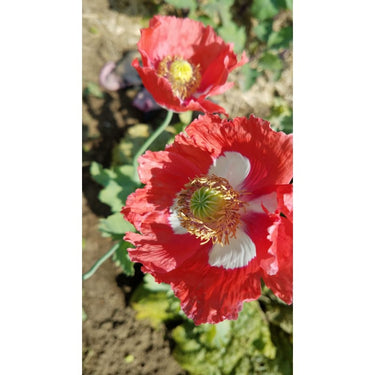 Danish Flag Poppy - Flowers