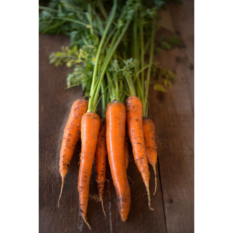 Danvers Half Long Carrot (Heirloom, 75 days)