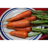 Danvers Half Long Carrot (Heirloom 75 days) - Vegetables