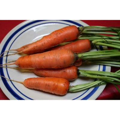 Danvers Half Long Carrot (Heirloom 75 days) - Vegetables