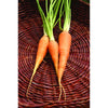 Danvers Half Long Carrot (Heirloom 75 days) - Vegetables