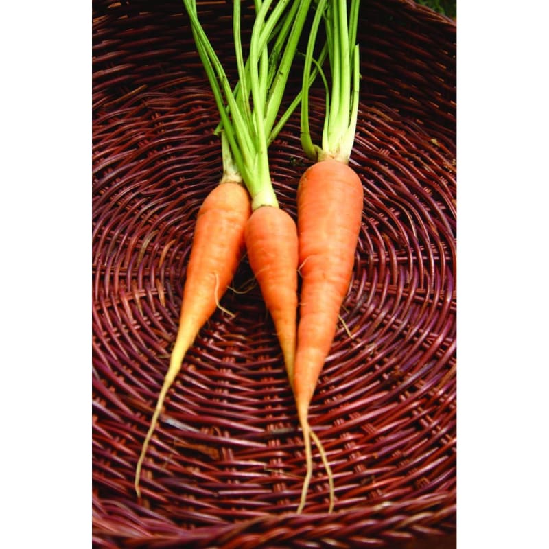 Danvers Half Long Carrot (Heirloom, 75 days)