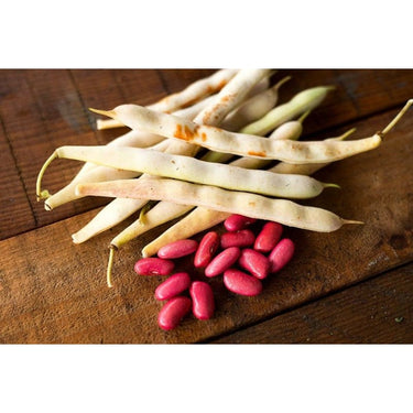 Dark Red Kidney Bush Dried Bean (95 Days) - Vegetables